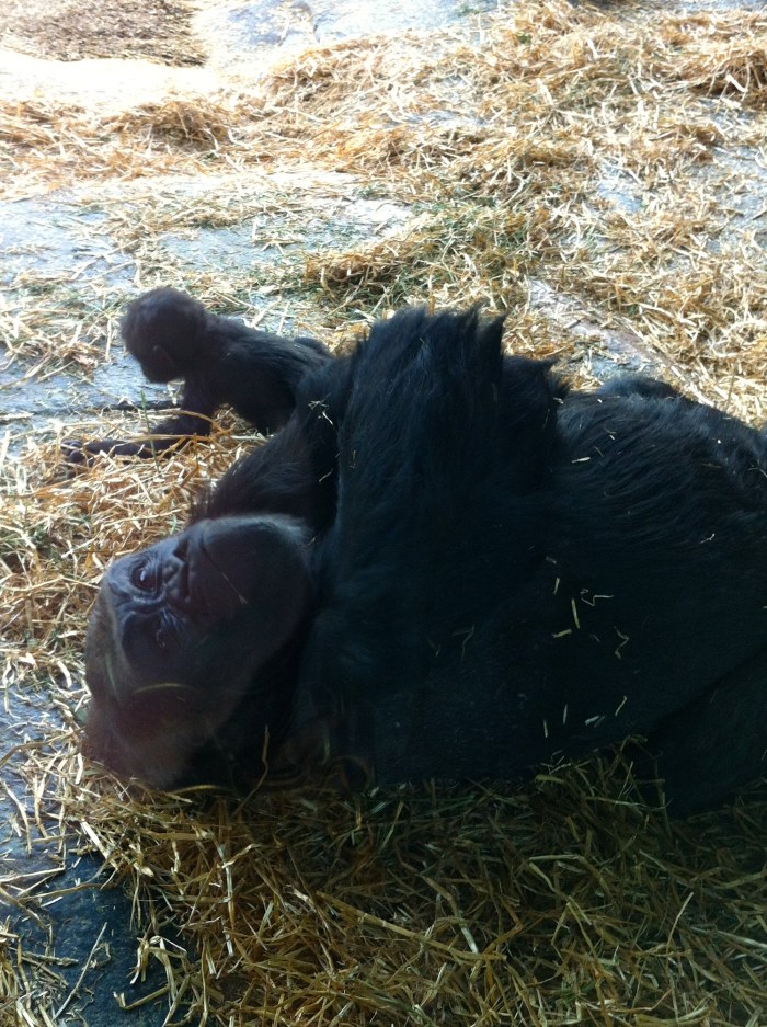 Sweet mama and baby gorilla