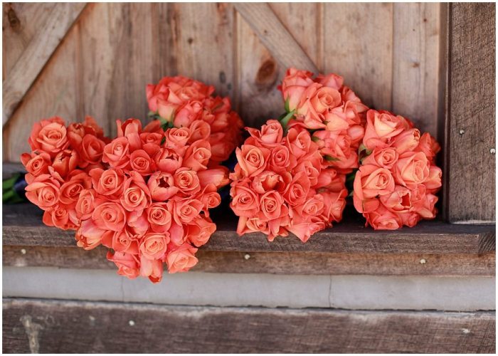 580557_10151272564652820_440999847_n