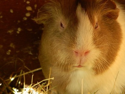 guineapig