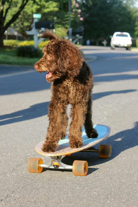 skateboard